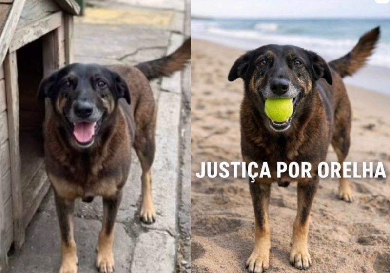 Orelha - Foto: Redes Sociais 