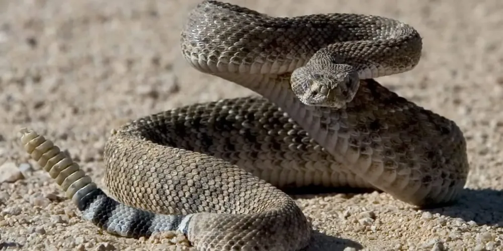 Após incidente com cobra cascavel em Pedra do Cavalo, ambientalista pede que pescadores tomem cuidado ao frequentar o local
