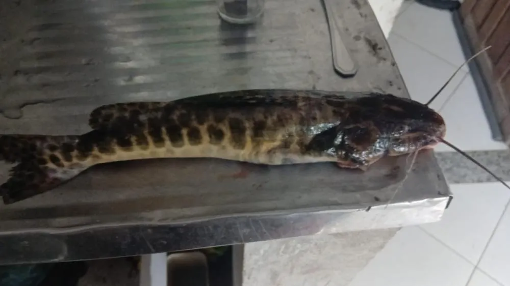 Ambientalista alerta para avanço de espécies invasoras no Rio Jacuípe e Lago de Pedra do Cavalo