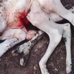 Caminhão de caixões capota e população, pela primeira vez, não saqueia a carga