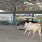 Repórter da Rede Bahia é desligada em meio ao luto pela perda do filho