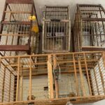 Vídeo: jovem morre após carro colidir com casa em alta velocidade