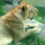 Motociclista fica ferido após colidir com cavalos soltos em Feira de Santana