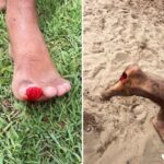 Motociclista fica gravemente ferido após colisão com animal solto na pista no distrito de Humildes