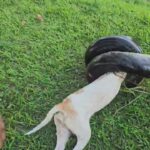 Trios e carros de apoio que atuarão no Carnaval de Salvador passam por vistoria do Detran