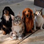 Pesquisa aponta empate técnico entre Lula e Flávio Bolsonaro no 2º turno