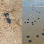 Festival brasileiro de cultura negra estreia em Paris com Gilberto Gil