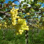 Tradicional frigorífico de Feira é vendido