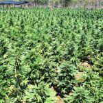 Mais de 80 peças publicitárias irregulares em nova etapa da Operação Feira Mais Limpa