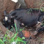 Homem é preso durante operação do MPBA contra rede de tráfico de animais