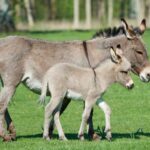 STF proíbe mudança de nome de “Guarda Municipal” para “Polícia Municipal” em todo o Brasil