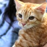 Sucateamento no SAMU: ambulâncias novas estão paradas desde janeiro