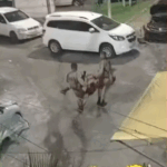 Cabo da PM é encontrado morto dentro de veículo após matar o irmão