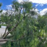 I Fórum A Bahia Inclusiva: Neurodivergência Sem Rótulos será no Centro de Convenções de Feira de Santana