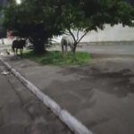 Cooperativa dos Agricultores de Jacobina convoca assembleia geral extraordinária