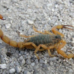 A história do trabalho no mundo e no Brasil e o debate atual sobre a escala 6×1: uma contribuição